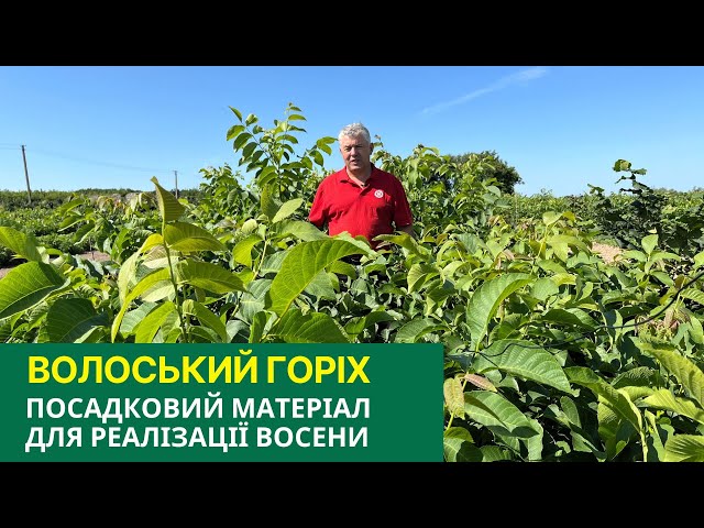 №225 Волоський горіх: саджанці та сорти горіха для сезону осені 2025