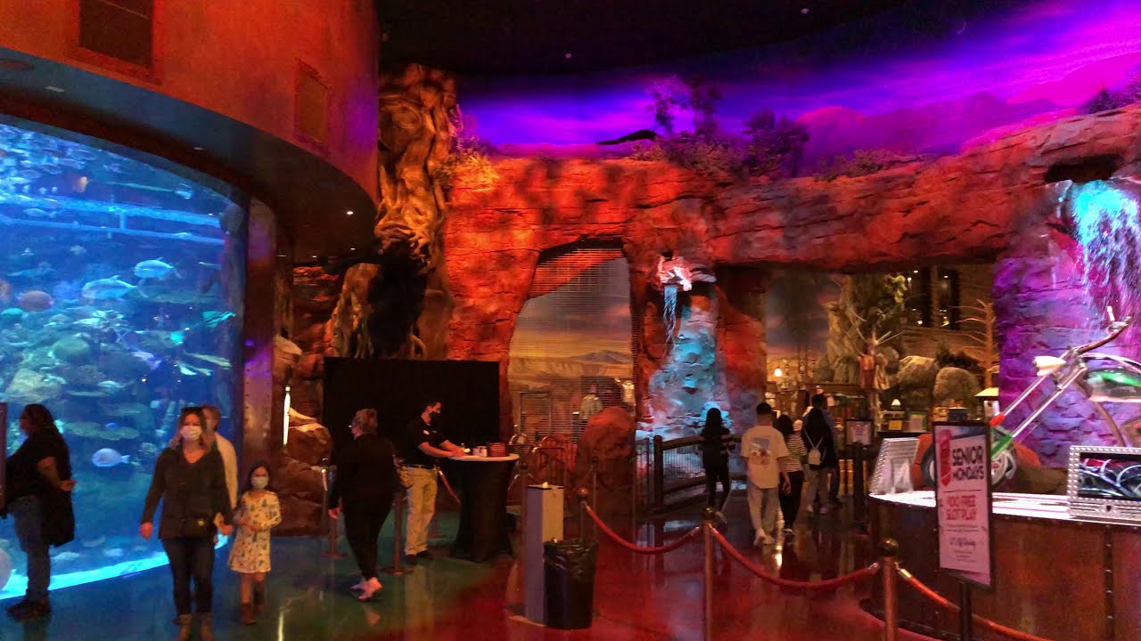 The Aquarium at the Silverton Casino Hotel in Las Vegas, Nevada YouTube