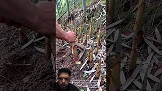 Harvesting Bamboo Shoots: A Sustainable Practice