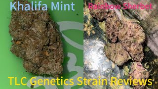 The TLC Genetic Show : Khalifa Mint x Rainbow Sherbet (Strain Review)
