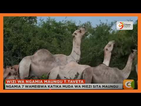 Ngamia 7 Wameibwa Katika Muda Wa Miezi Sita Eneo La Maungu Taita Taveta
