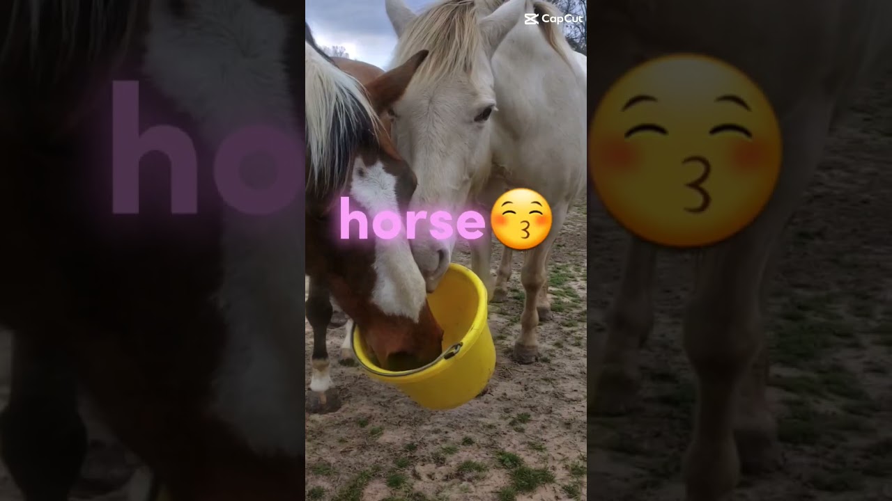 snickers and matrex. Yes they are the couple.☺ 