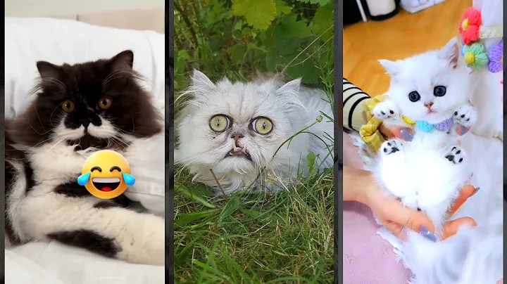 Watch the video about Cat videos 🥰 #viral 😼 #WeAreCats Ep 6137