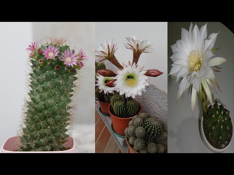 Video: Kaktüsler: Dikenli Bitkilerin Lüks çiçeklenmesi