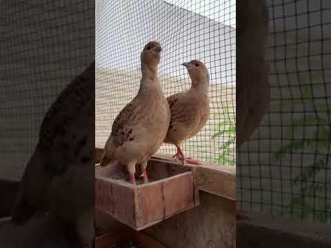 صفرد باكستاني 