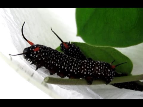 リュウキュウアサギマダラの幼虫　ぐんま昆虫の森