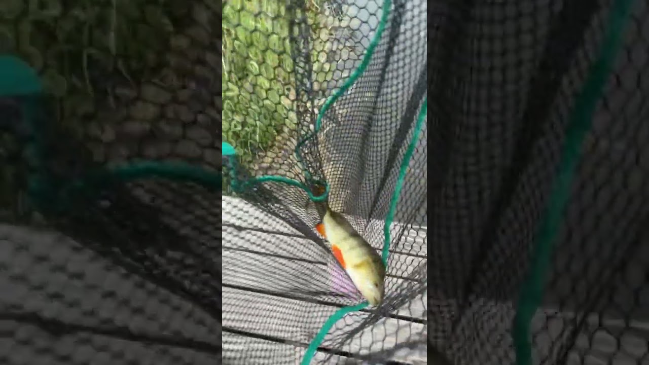 A nice perch caught on an Irish lake 