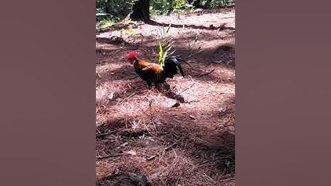 Gà rừng gáy cà lăm