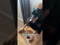 Необычная жизнь собаки