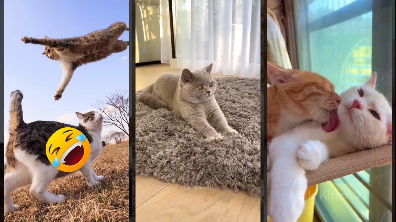 Funny Cat 😼 #fyp 😹 #FunnyCats #3095