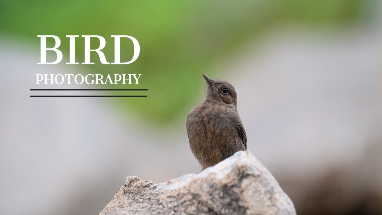 Bird photography in Mountain Forest with Nikon Z6ii.