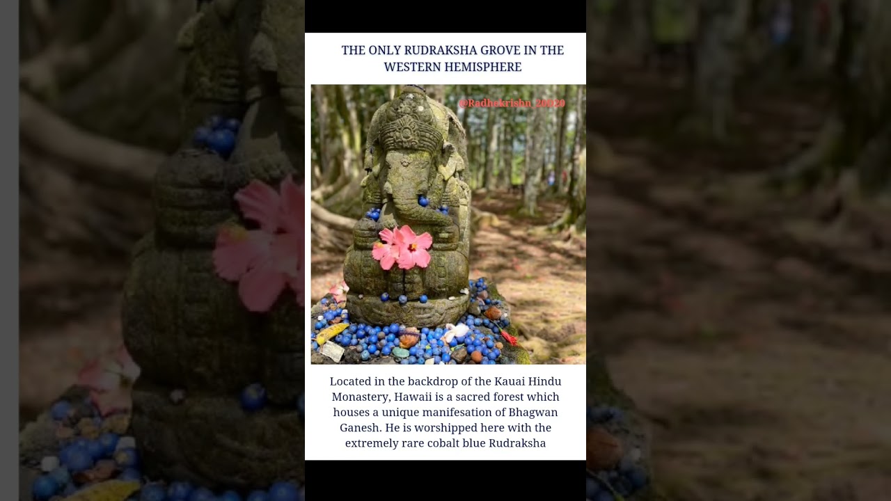 🌺 The Sacred Blue Rudraksha Grove of Hawaii 🌺