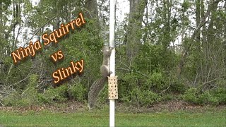 Ninja Squirrel vs Slinky  Vertical Squirrel Obstacle Course :)
