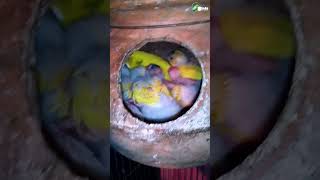 Budgies baby1 in 6https://youtu.be/A8yijC4OIlM#shorts