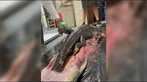 5-Foot Gator SWALLOWED by 18-Foot Burmese Python in Florida Everglades | NBC 6 News
