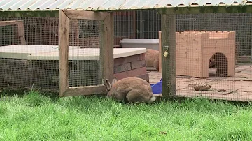 Wie lange brauchen Kaninchen um sich einzugewöhnen?