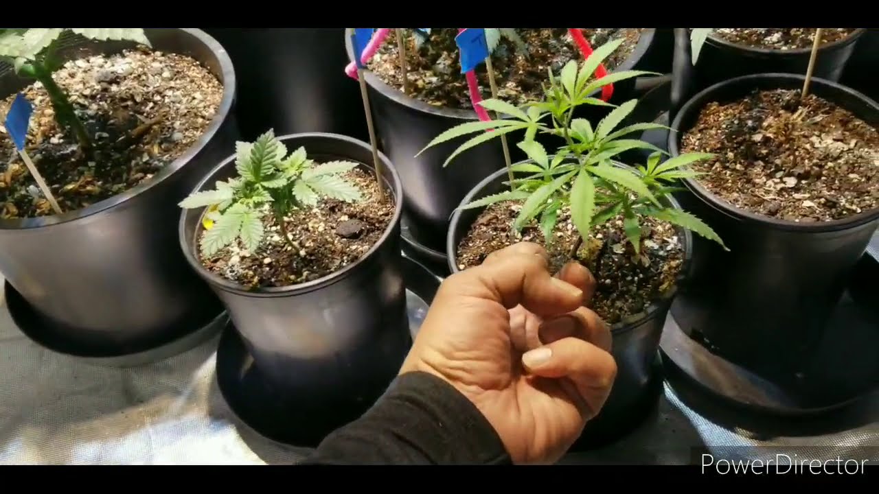 SEED RUN 12/16: Air circulation and low stress training