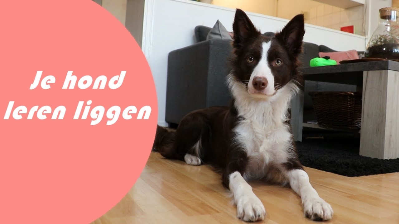 Hoe je je hond kunt leren liggen op commando