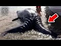 【謎生物】海岸に打ち上げられた謎の海洋生物ほか８選