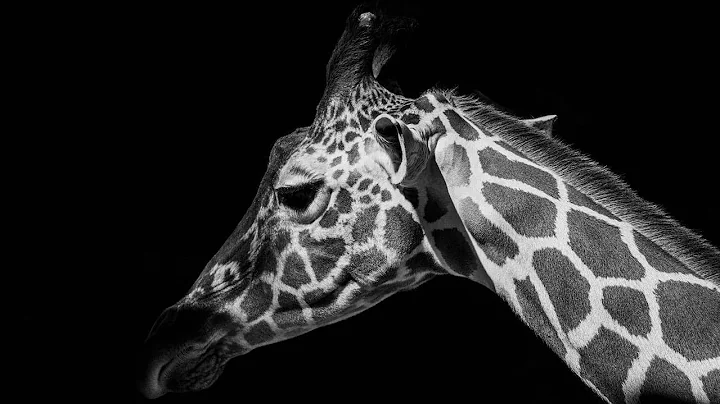 The Collector Radiant Only Using Old Nail + Desolate Dive (All Bindings / Phase Two Only)