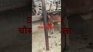 chausa Cow mandi se viral videos S pandey Mo 9155472296 यहां हरेक किस्म कि दुधारू पशु मिलती हैं