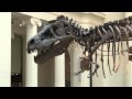 SUE, El tercer Tiranosaurio Rex más grande del mundo en el Field Museum en Chicago