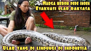 EVAKUASI ULAR PITON RAKSASA SEGEDE POHON KELAPA