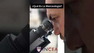 ¿Qué Es La Merceología Y Cómo Funciona?