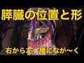 【膵臓の位置と形】右から左へ横になが〜く