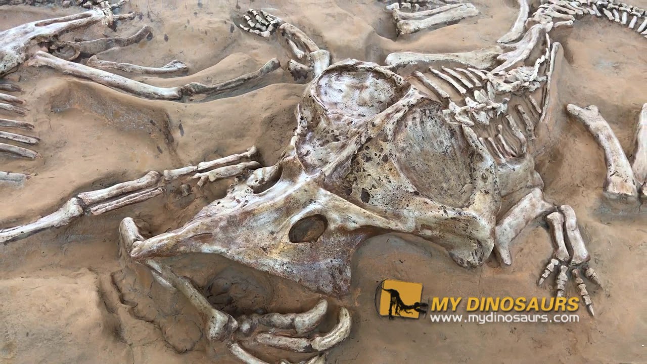 Protoceratops VS Deinonychus fossil excavation site