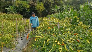 The Secret to Growing Massive Chili Peppers: Liquid Fertilizer Guide 🌶️🌿
