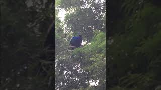 मोर/PEACOCK | #shorts #trending #short #youtubeshorts #viral #peacock