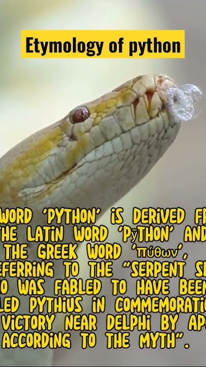information about pythons, non-venomous but very scary reptiles - YouTube