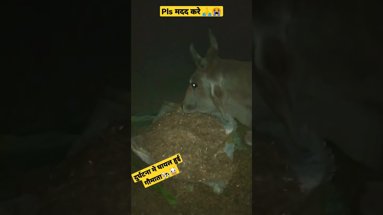 accidentalcase गौमाता, अलीगढ़ national highway express way road छेरत् सुदियाल नियर जवॉ 