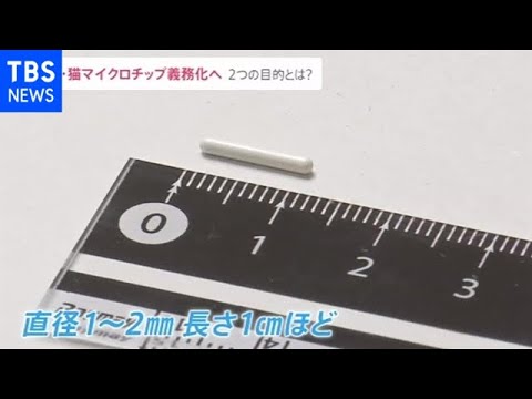 登録内容と目的は？ 犬猫にマイクロチップ義務化へ【news23】