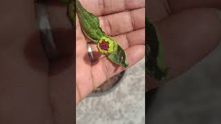Journey of zinnia flower #flowers #viral #nature #gardening #youtube shorts