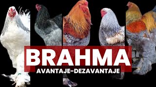 Rasa gaina Brahma Caracteristici Avantaje Intretinere