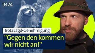 Waschbären-Invasion: Die neuen ungebetenen Nachbarn | BR24 vor Ort