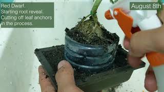 Seed to Cannabonsai Episode Five (root reveal and shaping)