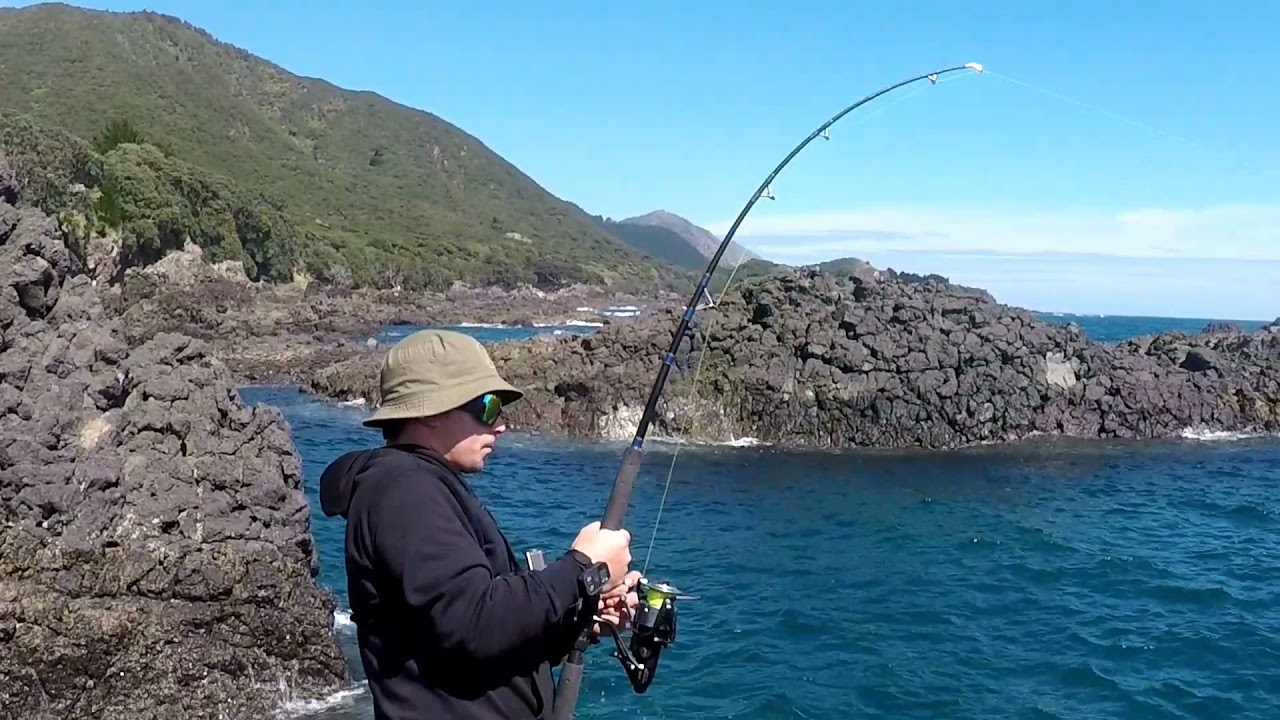LANDBASED FISHING NZ , BIG BRONZY OFF THE ROCKS LOTTIN POINT ONLANDERS