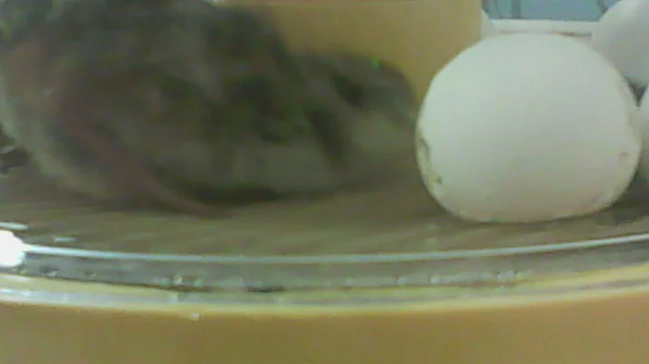 We have 4 baby quail!