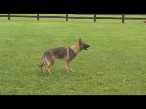 puppy paradise Obedience Training W/
