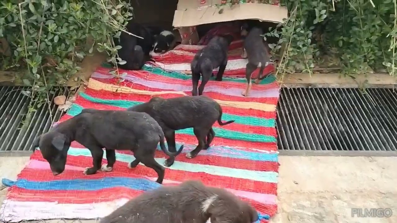 "Paws for Compassion: Empowering stray dogs through Rescue and care"