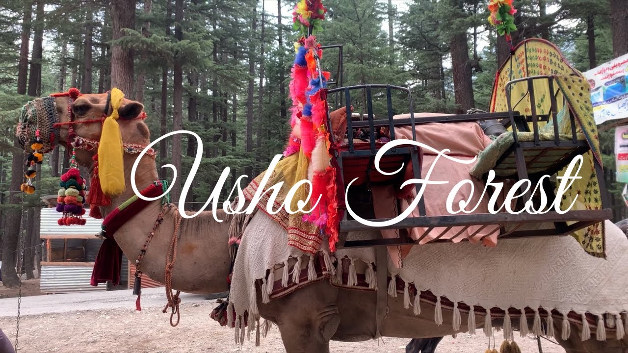 Usho Forest, Kalam, Swat Valley, Pakistan 🇵🇰