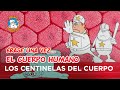 Erase Una Vez... El Cuerpo Humano - Los centinelas del cuerpo