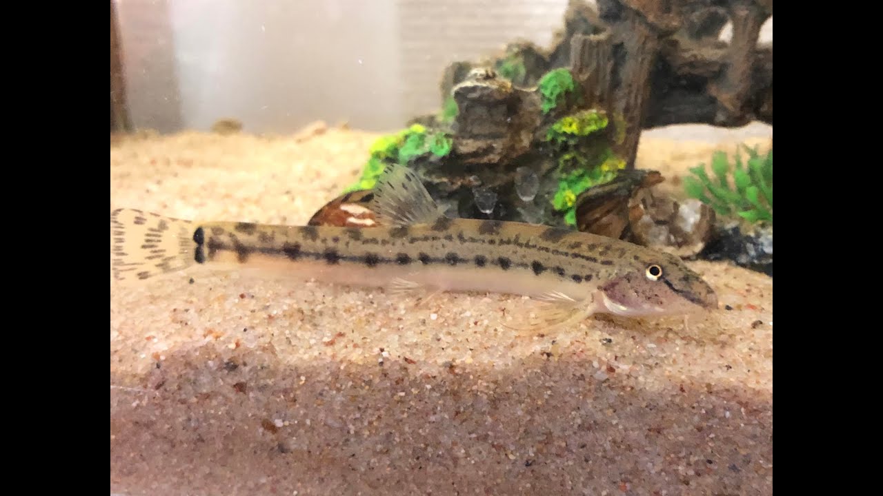 冬眠から目覚めたドジョウちゃん おはよ みんな元気 大好きだよ 今日もガツンとかましてこー Hey Every One What S Up シマドジョウ おはよ 晴れ男 良い週末を Youtube