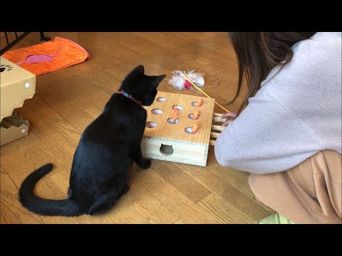 猫もぐらたたきに興味津々な黒猫 / Black cat curious about toys