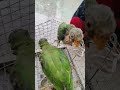 Parrot Chik