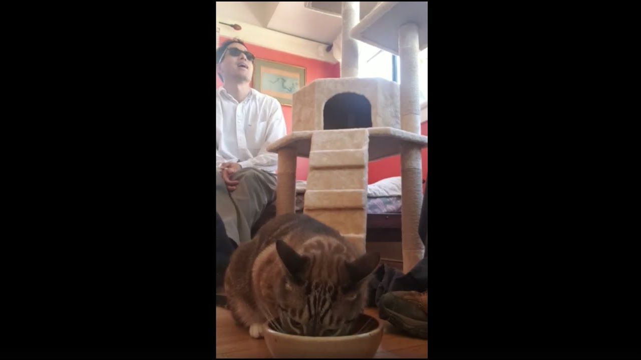 merrick kitten dinner pate