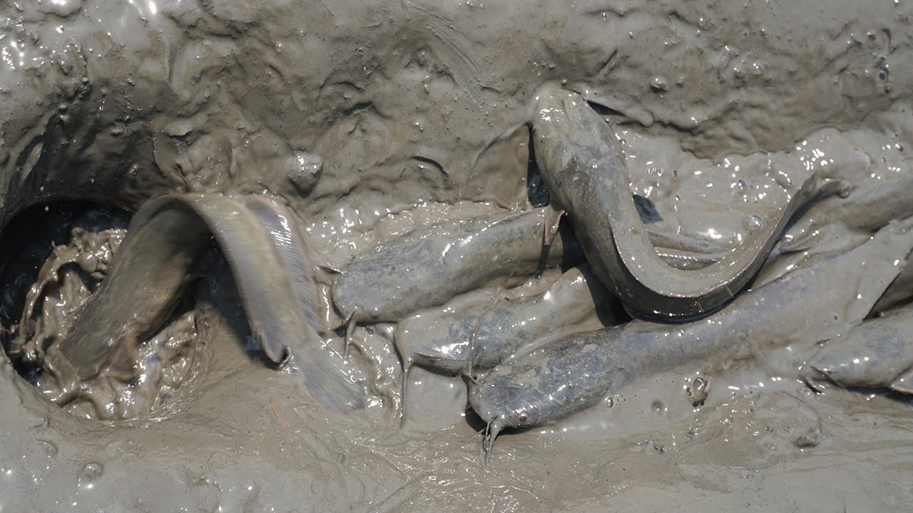 Amazing Hole Fish Trap | Mud Soil Trap Fishing | Smart Boy Build Fish Trap By Muddy soil